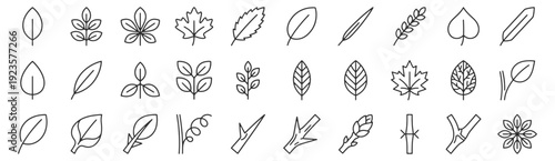 Leaves and plant morphology line icon set. Simple, compound, lobed, serrated, palmate venation, opposite arrangement, tendril, thorn, rosette outline vector illustrations.