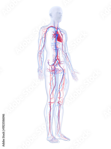 A Detailed 3D Depiction Of The Vascular System Of A Human Male