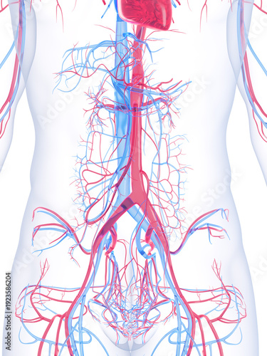 A Detailed 3D Depiction Of The Vascular System Of A Human Male