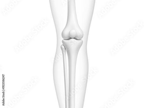 Knee joint bones in the transparent human body. Educational medical illustration of leg bones and knee. Biological and medical concept. Vector illustration