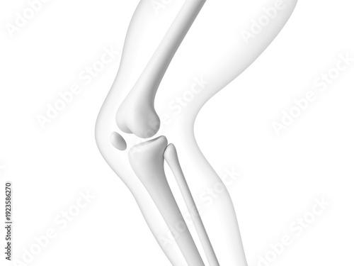 Knee joint bones in the transparent human body. Educational medical illustration of leg bones and knee. Biological and medical concept. Vector illustration