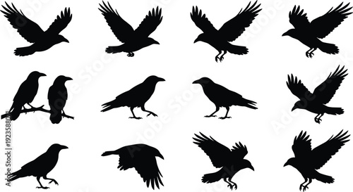 Crow raven silhouette set, flying perching black bird collection isolated on white background, wildlife flat vector illustration