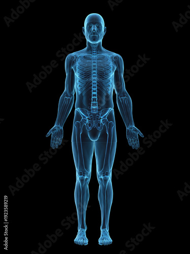 A Detailed 3D Depiction Of The Skeletal System Of A Male