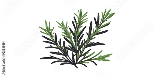 A fresh twig of rosemary with green leaves is isolated on a white background as a macro herbal spice ingredient from a garden plant