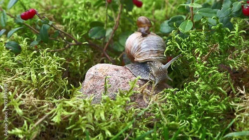 Macro view of a large snail with a smaller snail crawling together on a mossy forest rock. The pair slowly advances, tentacles extend and retract, and both bodies glide forward in calm unison.