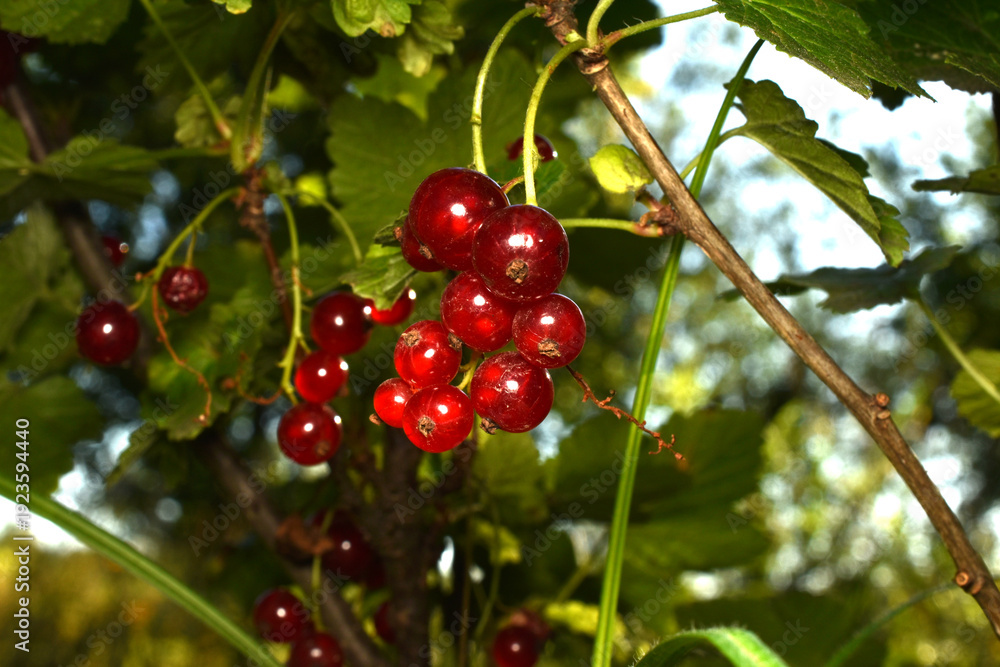Obraz premium Red currant berries ripen on the branches of a currant bush.