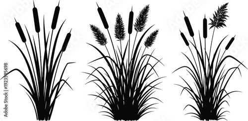 Cattail reeds and marsh grass silhouettes collection, wild wetland plants isolated botanical set, flat vector illustration