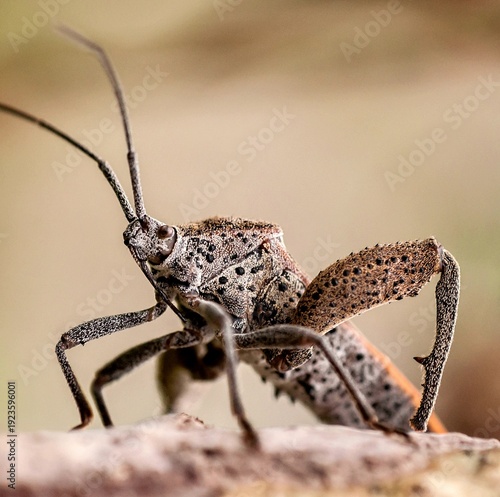 An interesting a large beetle.
beautiful inserts in nature.