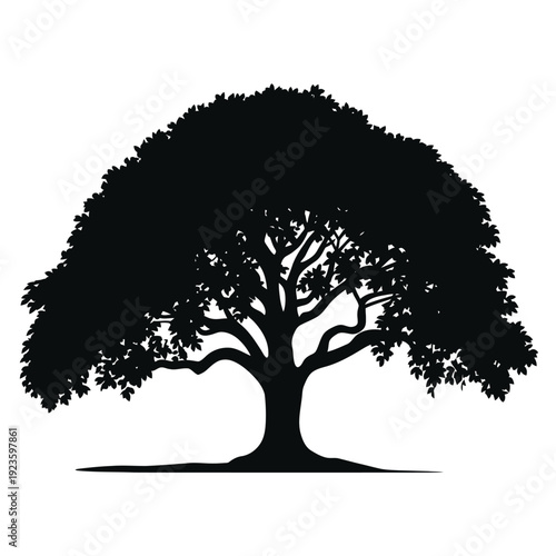 Black silhouette of a large deciduous tree