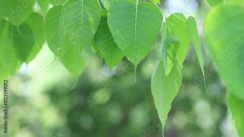Fresh green Bodhi leaves swaying in soft breeze with natural sunlight, creating a calm background, peaceful atmosphere. Perfect for nature, meditation, and environmental themes