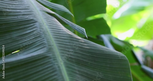 Fresh green banana leaf in natural light, close-up, Tropical nature concept symbolizing organic materials and Asian traditional lifestyle