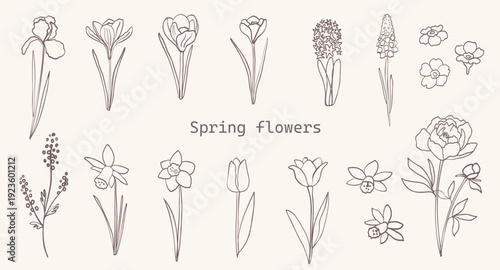 Flowers in line art. Floral spring set. Simple vintage botanical sketch. Hand drawn plant. Vector doodle illustration.