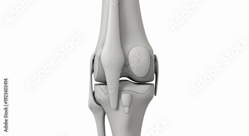 Detailed 3D render of a human knee joint, white background