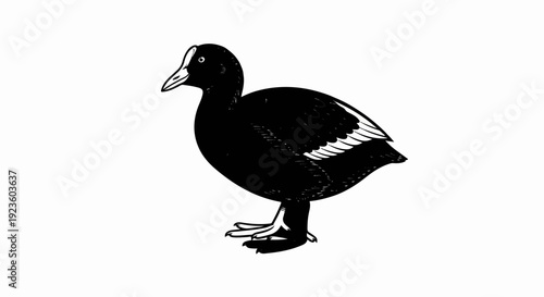 Detailed black and white illustration of a water bird with distinct markings