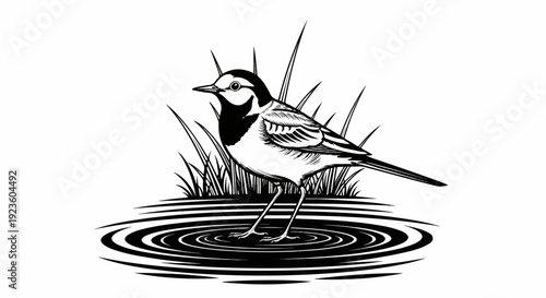 Black and white illustration of a small bird standing in water amidst reeds