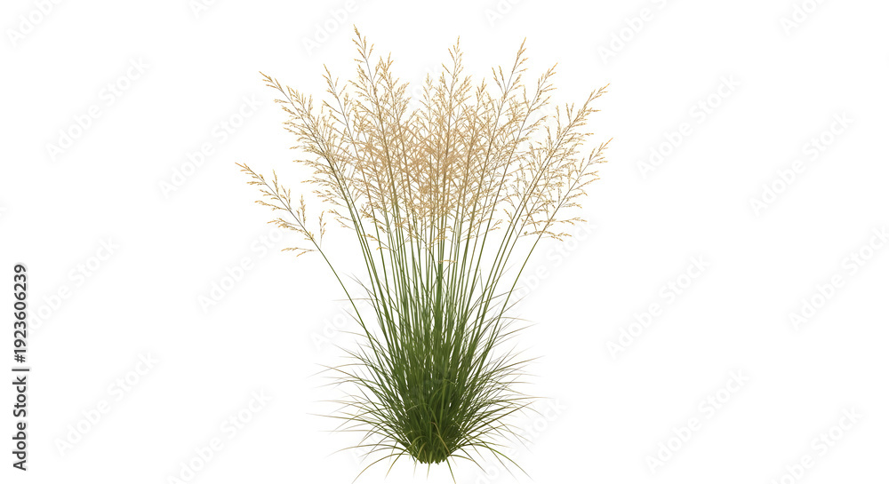 Fototapeta premium Light beige ornamental grass isolated on white background.