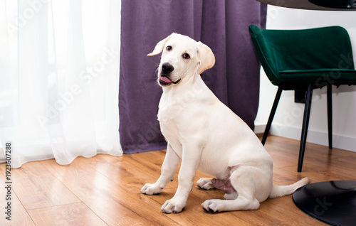 Labrador puppy sitting on the floor near the window and a chair. The dog is six months old. The dog looks straight ahead. Training. The photo is horizontal and blurred.
