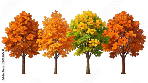 Set of four autumn maple trees with vibrant foliage isolated on transparent background. illustration of autumnal sugar maple trees for nature-themed graphic design
