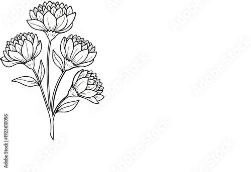 Delicate black ink line drawing of a cluster of four aster flowers with green leaves