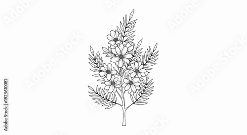 Delicate black and white sketch of a flowering plant with multiple blooms