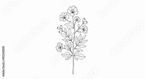 Delicate black and white sketch of a flowering plant branch
