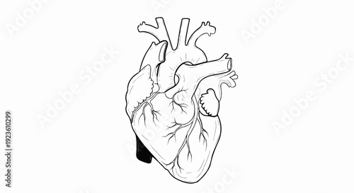 Anatomical drawing of a human heart with arteries and veins