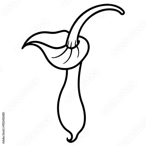 Stylized white Calla Lily flower icon with stem on black background