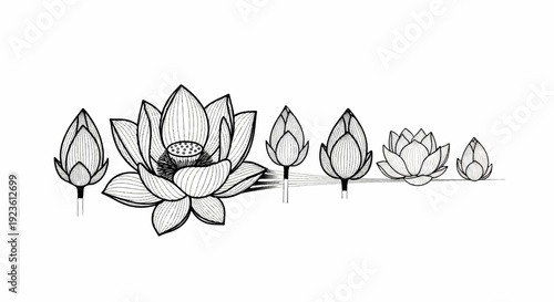 Black and white line art of lotus flowers at various stages of bloom