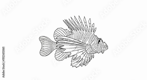 Black and white outline drawing of a spiny lionfish in profile view