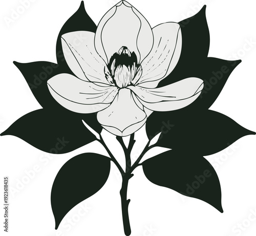 Minimalist natural floral vector sticker of magnolia flower with leaves, bold black thick clean outline, pure white background 1