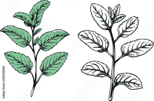 Minimalist natural floral vector sticker of mint herb leaves, bold black thick clean outline, pure white background