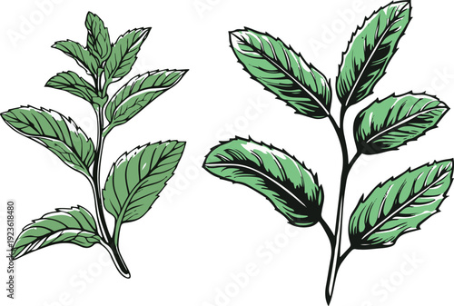 Minimalist natural floral vector sticker of mint herb leaves, bold black thick clean outline, pure white background1