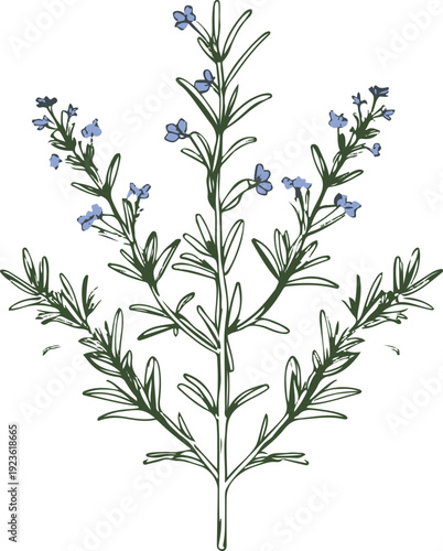  Minimalist natural floral vector sticker of rosemary herb branch, bold black thick clean outline, pure white background 1