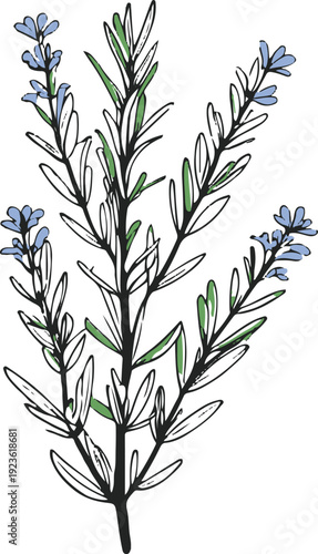 Minimalist natural floral vector sticker of rosemary herb branch, bold black thick clean outline, pure white background 2
