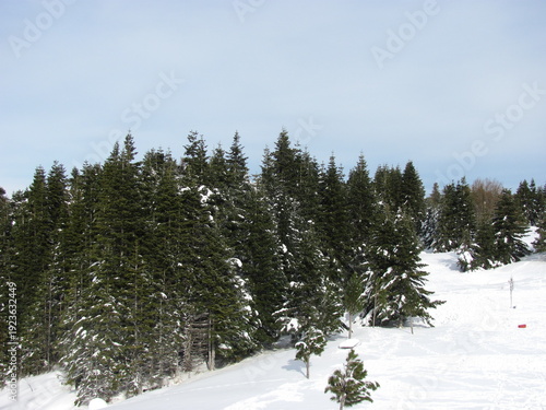Beautiful Winter Nature Background with Snowy Forest
