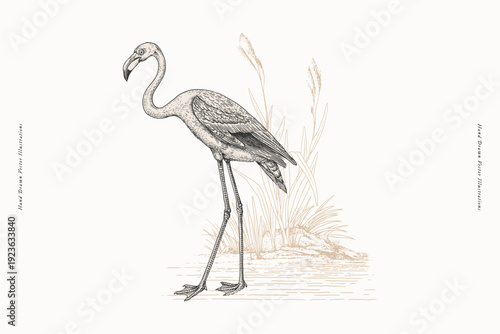 Vintage hand-drawn illustration of flamingo standing near water with reeds on white background. Ornithology and wetland nature theme. Design for poster, print, label, card, template, wall art.