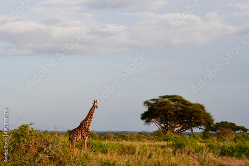 Canvas Print giraffe walking in the savannah