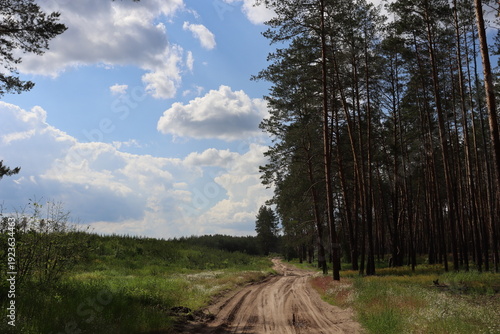 Dirt road through pine forest under blue sky with clouds