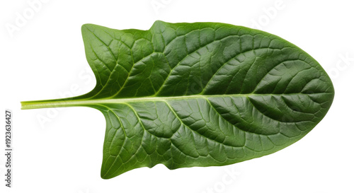 Photos Isolated spinach leaf with veins, healthy greens for salads and food preparation