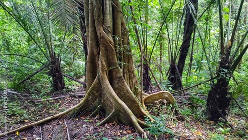 Vászonkép Massive buttress roots of a giant tropical tree in a lush green rainforest jungle environment