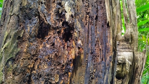 Old tree trunk decomposing in a forest, illustrating the natural cycle of life and organic wood decay.