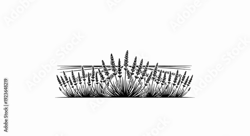 Hand-drawn illustration of a field of lavender in bloom