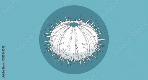 Line art drawing of a spiny sea urchin on a teal background