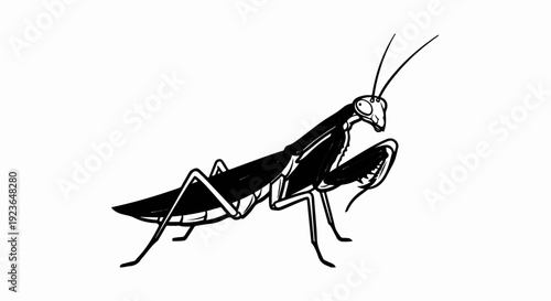 Line art drawing of a praying mantis in black and white on white