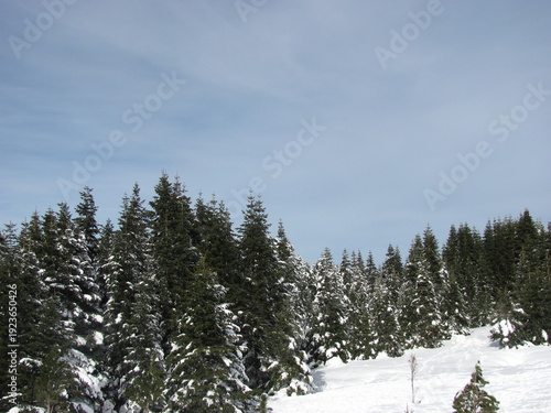 Beautiful Snowy Hills With Pine Trees In Winter
