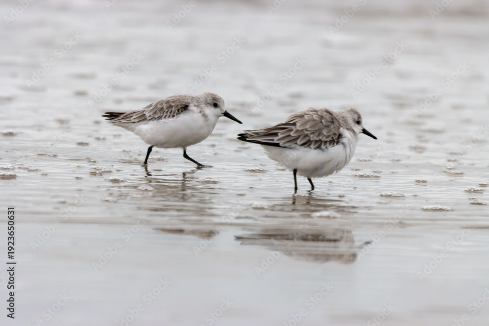 Obraz premium three-toed sandpiper