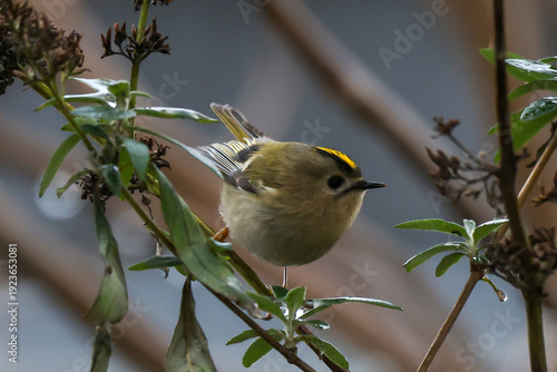 goldcrest
