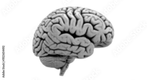 Halftone Human Brain Detailed Anatomy Side Profile Vector Illustration Isolated on White Background
