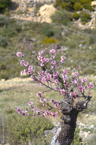 Almond blossom