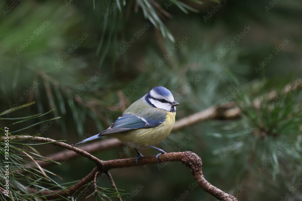 Obraz premium blue tit